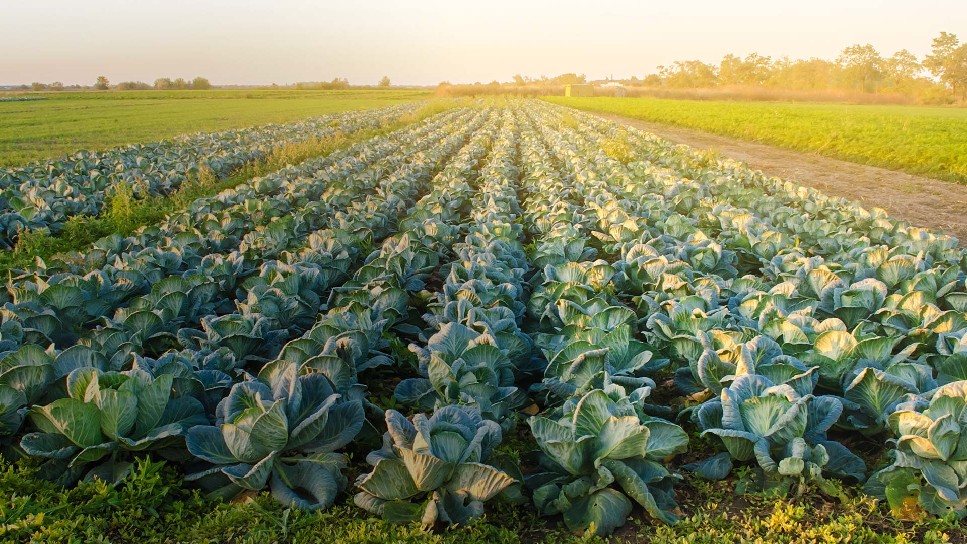 Agricultural Farm